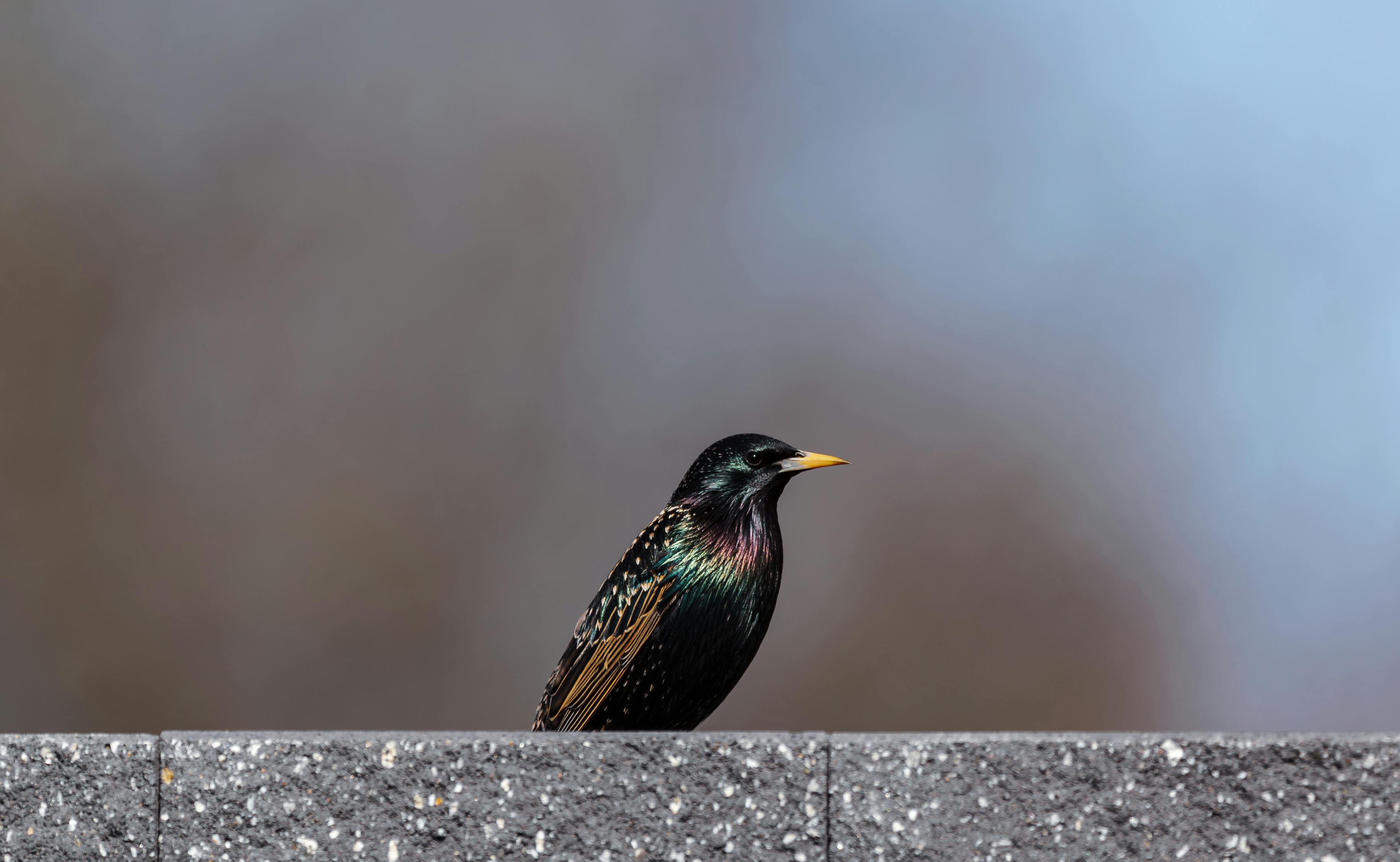 A starling